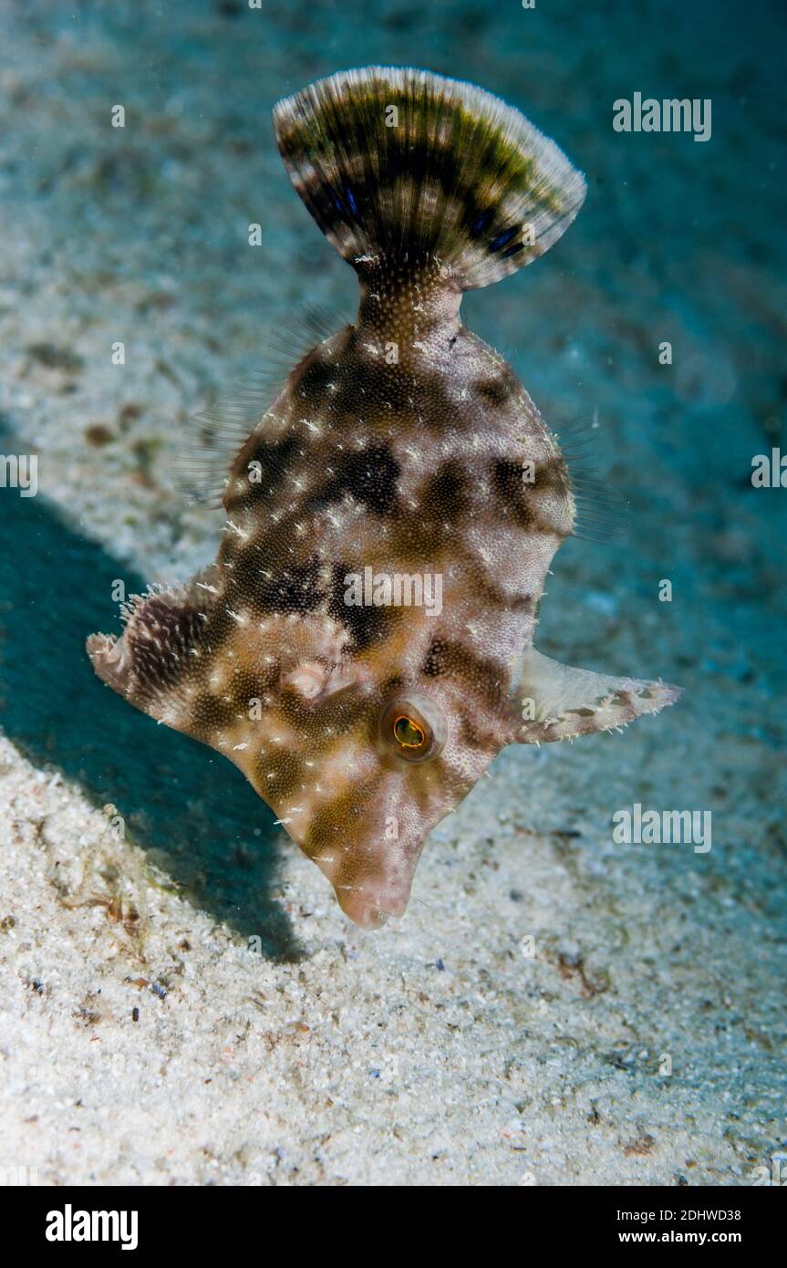 Weedy filefish [Chaetoderma penicilligera].  Lembeh Strait, North Sulawesi, Indonesia. Stock Photo