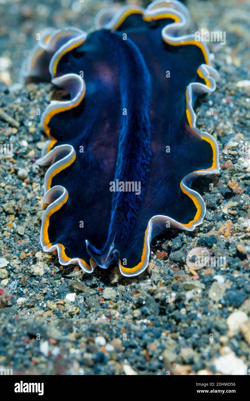 One Tree Island Flatworm [Pseudobicerus uniarborensis].  Lembeh Strait, North Sulawesi, Indonesia. Stock Photo