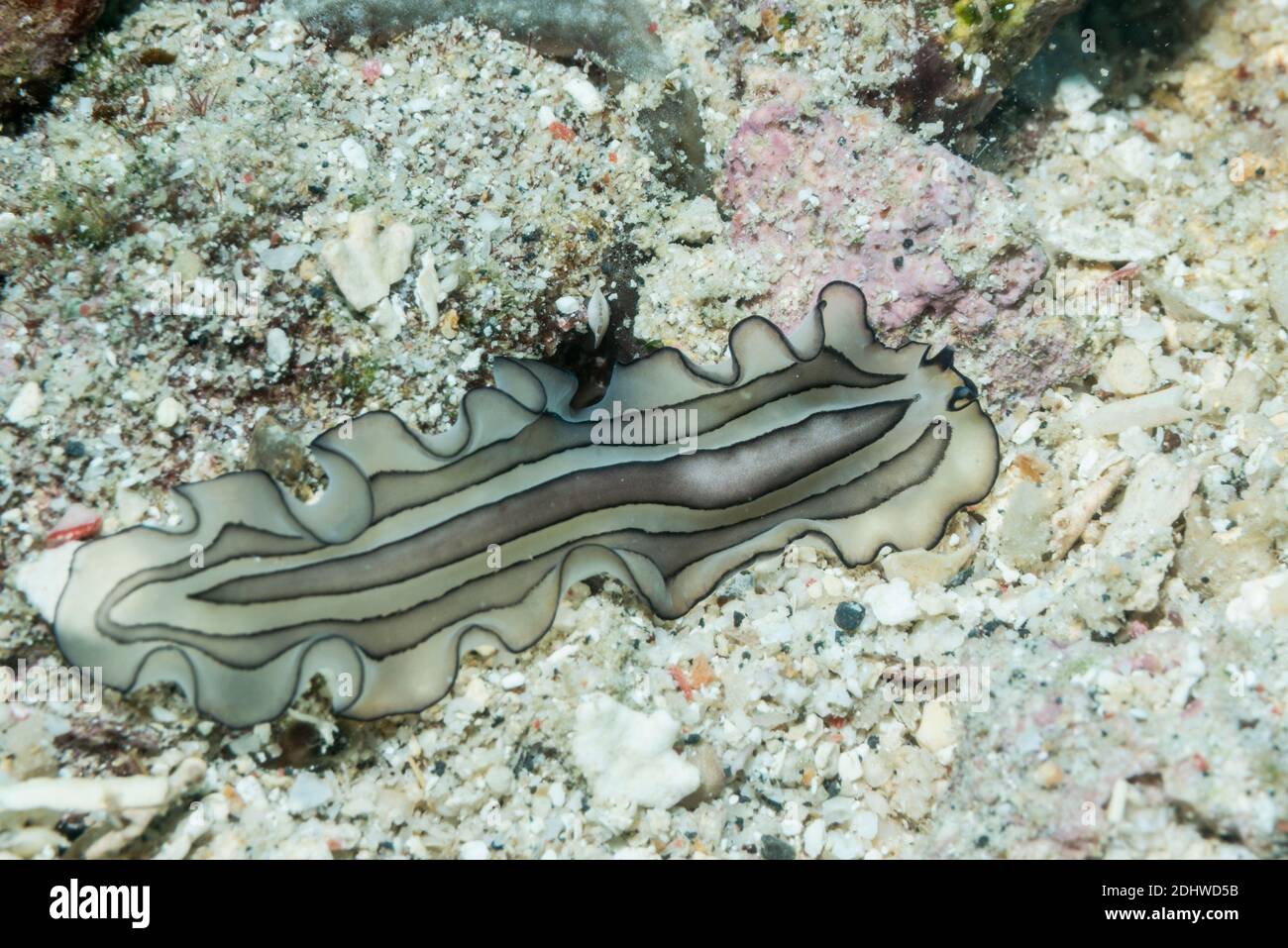 Pleasing Flatworm [Pseudobicerus gratus].  Lembeh Strait, North Sulawesi, Indonesia. Stock Photo