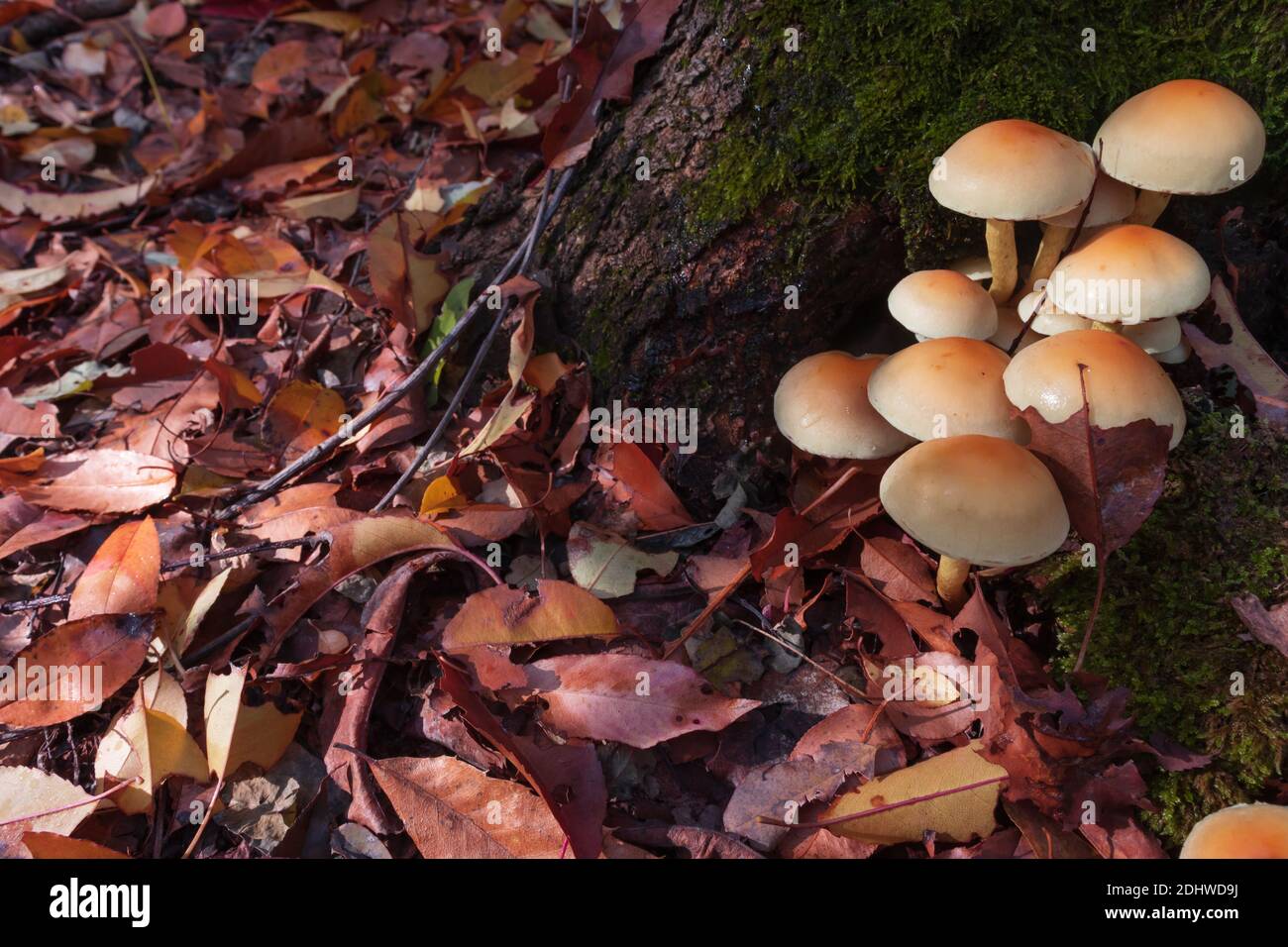 Group of Hypholoma fasciculare mushrooms (commonly known as the sulphur tuft or clustered woodlover) on a tree trunk among leaves Stock Photo