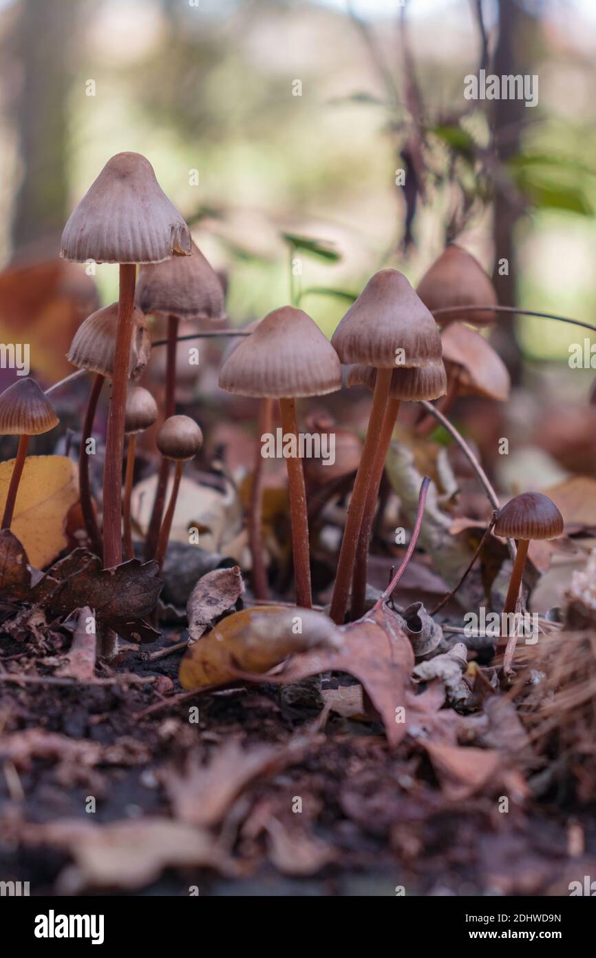 Close-up of inedible forest mushrooms (mycena haematopus). Mushrooms photo, forest background Stock Photo