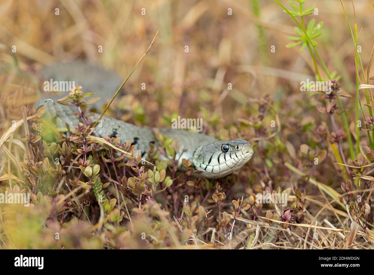 A Grass Snake on hunt Stock Photo