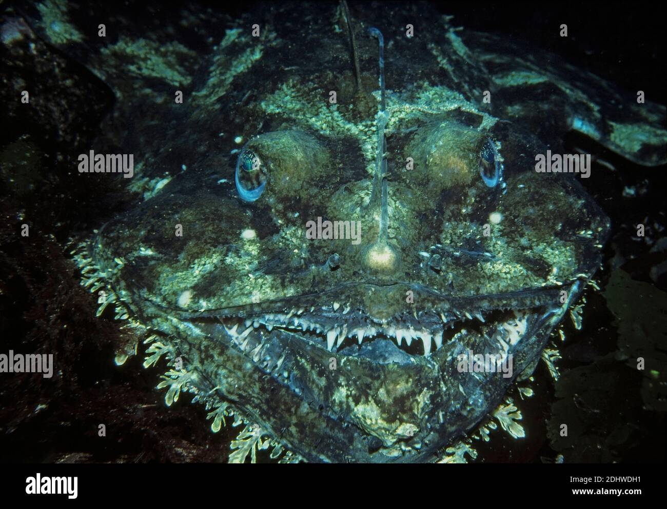 Angler fish lophius piscatorius hi-res stock photography and images - Alamy