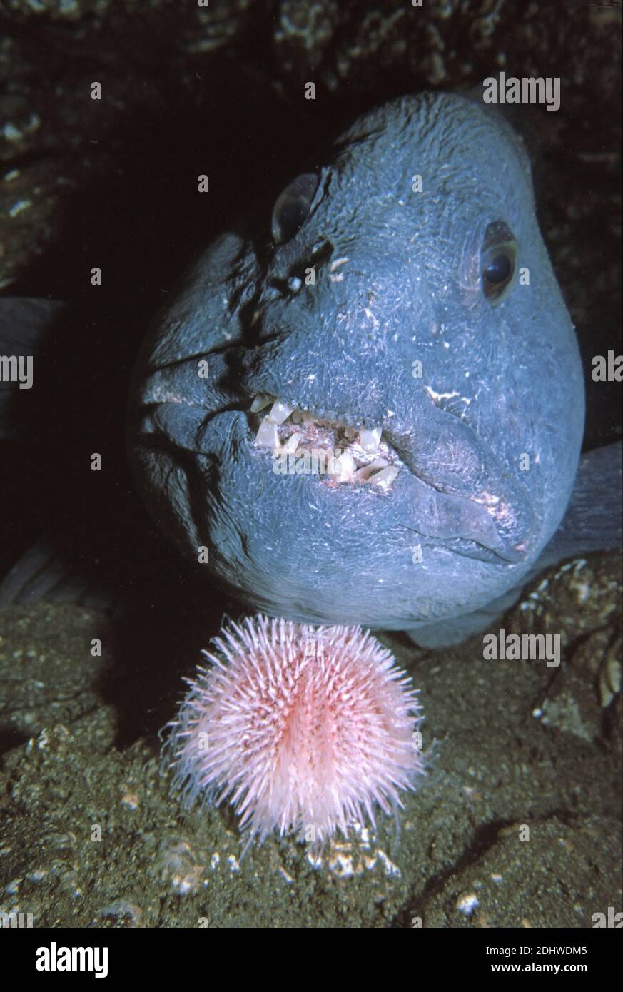 Wolffish (Anarhichas lupus) resting its head on a sea urchin (Echinus esculentus), UK. Stock Photo