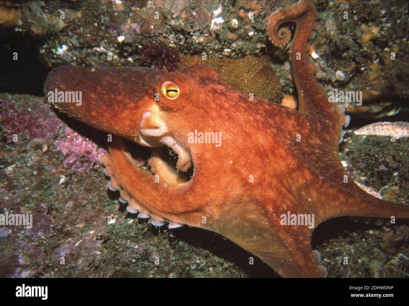 Curled octopus (Eledone cirrhosa) outside its rock crevice home, UK. Stock Photo