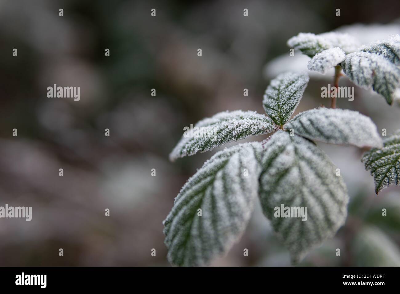 Leaves of a blackberry bush covered with ice crystals of hoarfrost on a winter morning. Concept of winter season or cold weather. Stock Photo