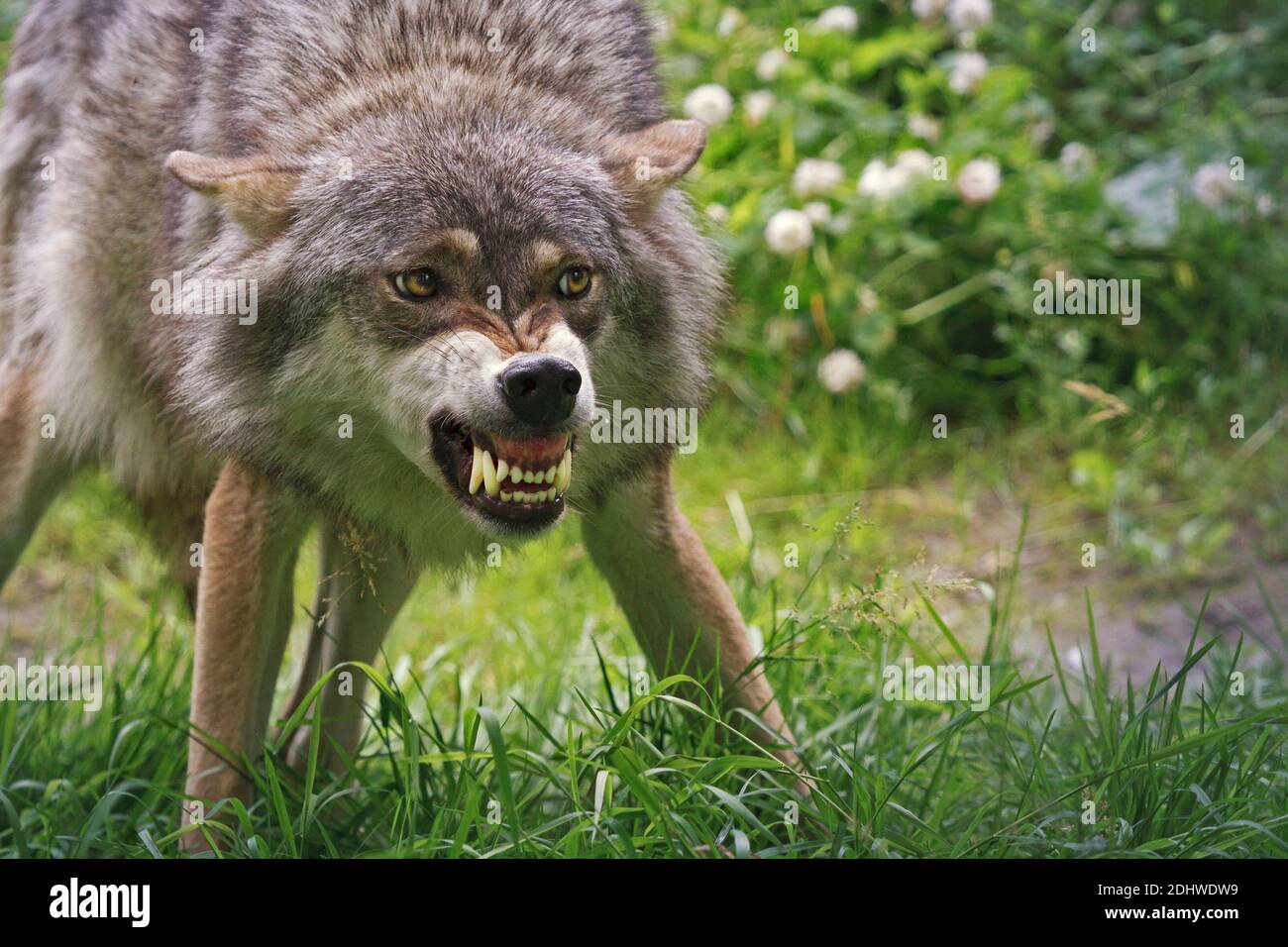 an angry wolf in the forest showing its teeth Stock Photo