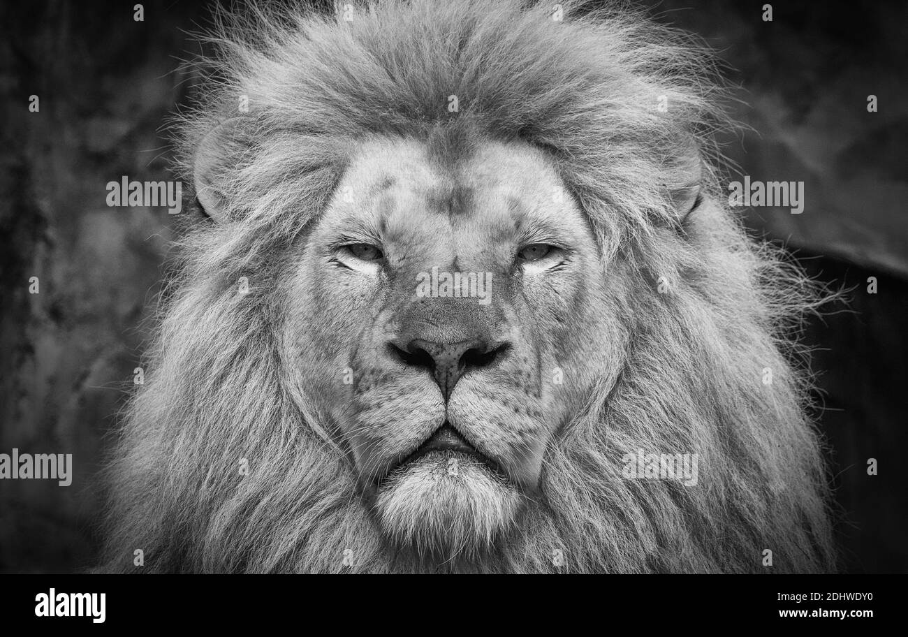 a beautiful photo of a mighty lion photographed close byking Stock Photo