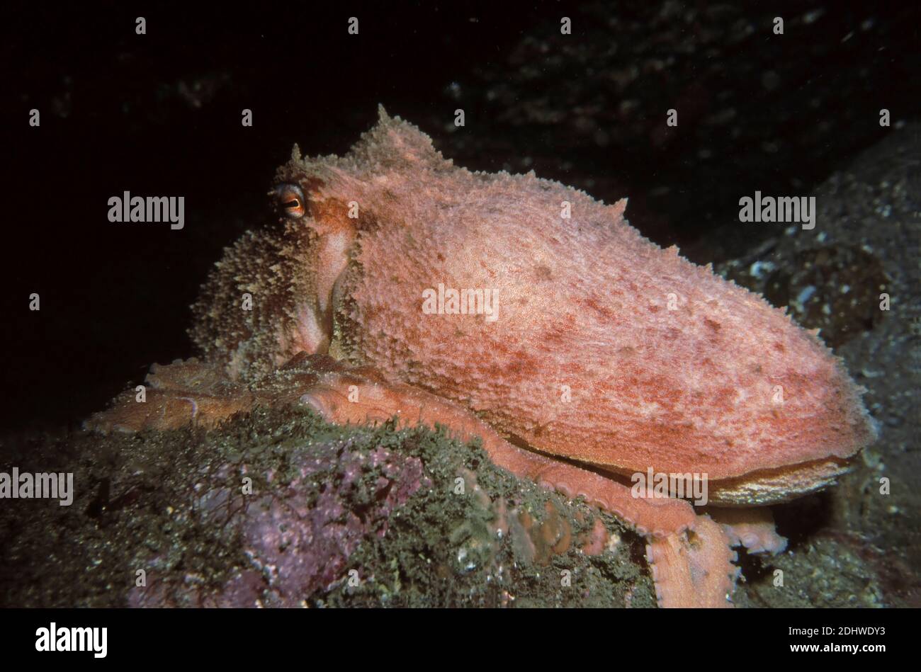 Curled octopus (Eledone cirrhosa) laid on a rock, UK. Stock Photo