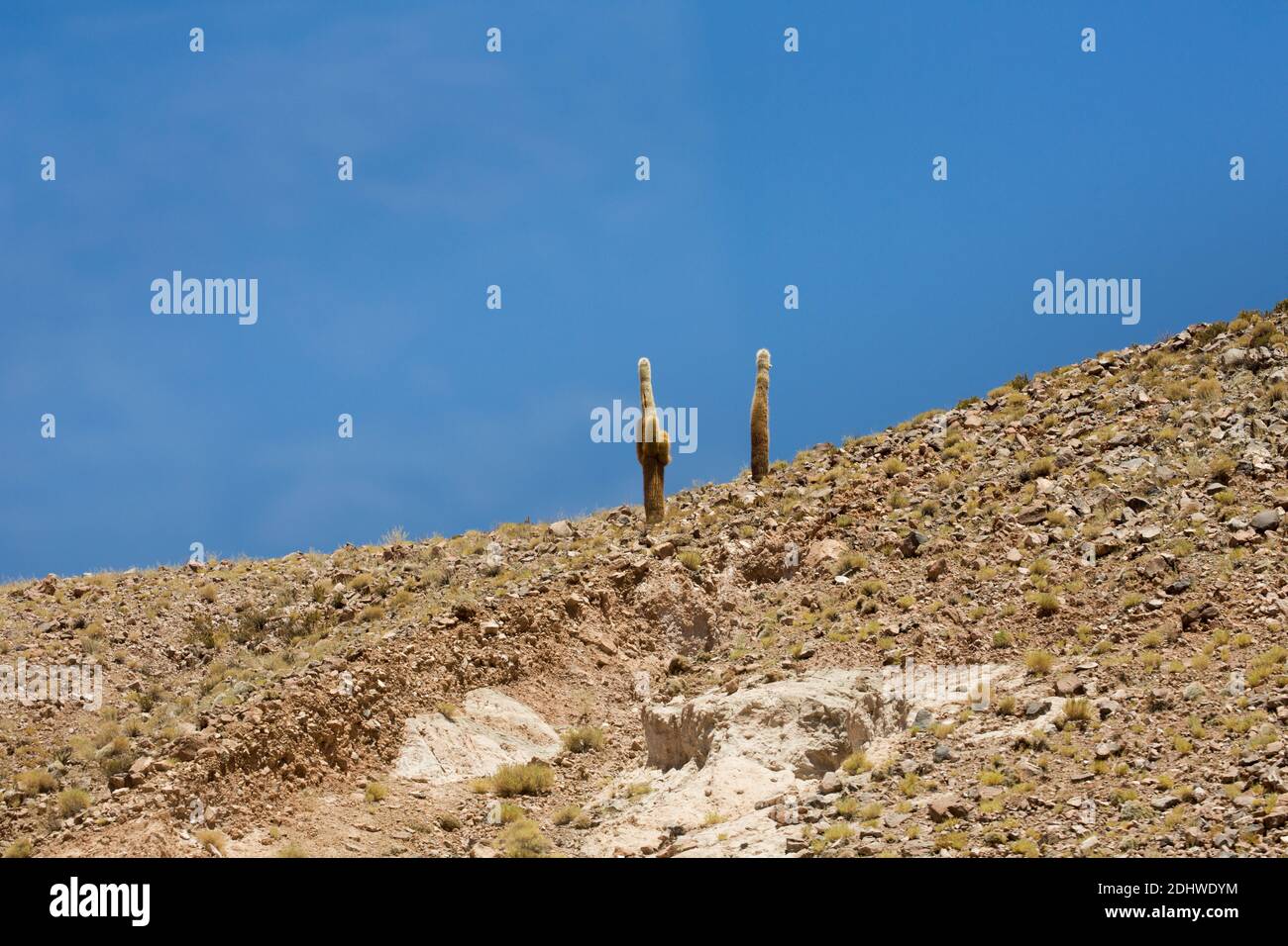 Ancient cardon cactus (echinopsis atacamensis) growing at high altitude above Socaire, Atacama desert, Chile Stock Photo