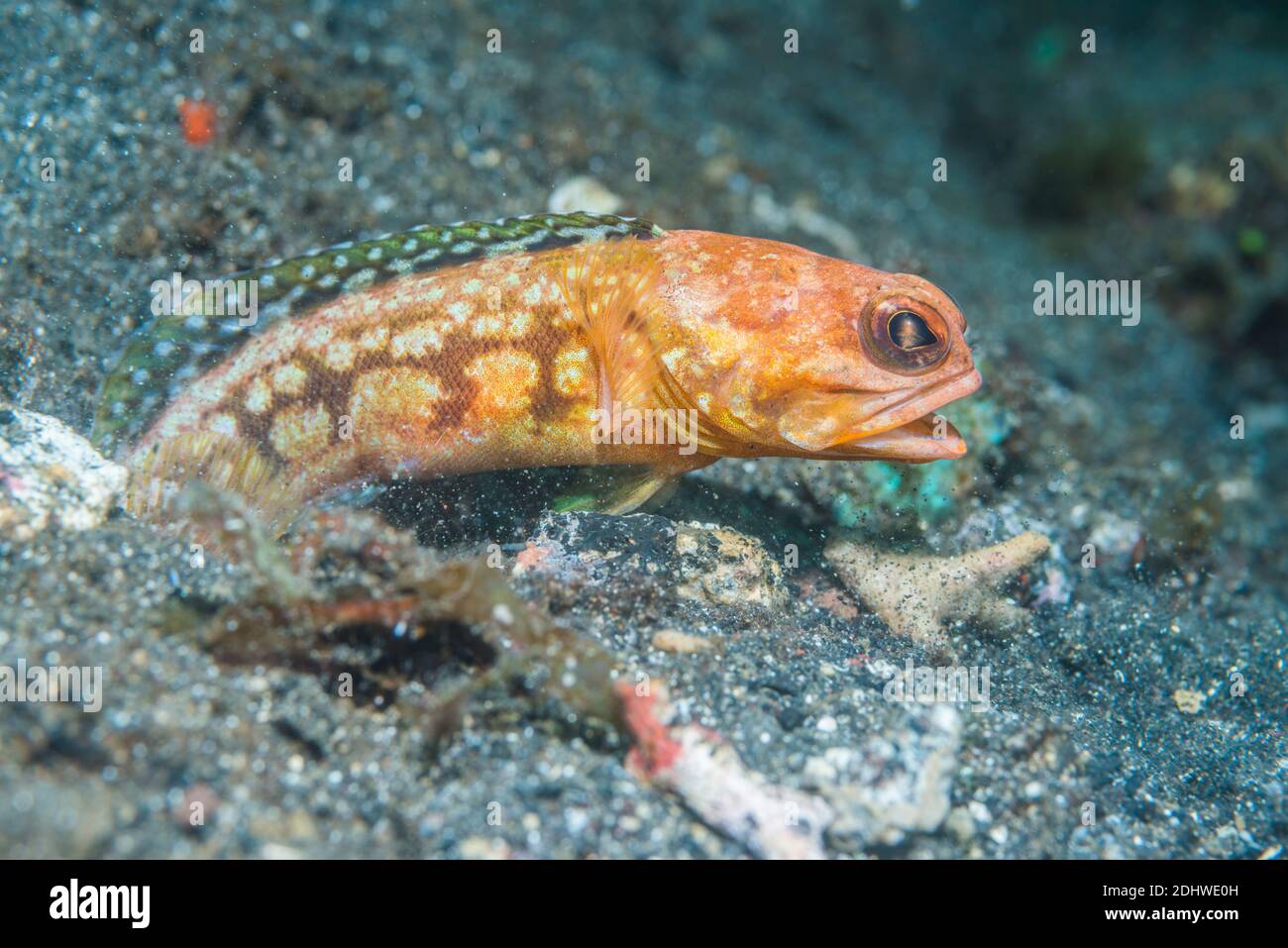 Blotched jawfish [Opistognathus latitabundus] outside its burrow.  Lembeh Strait, North Sulawesi, Indonesia. Stock Photo