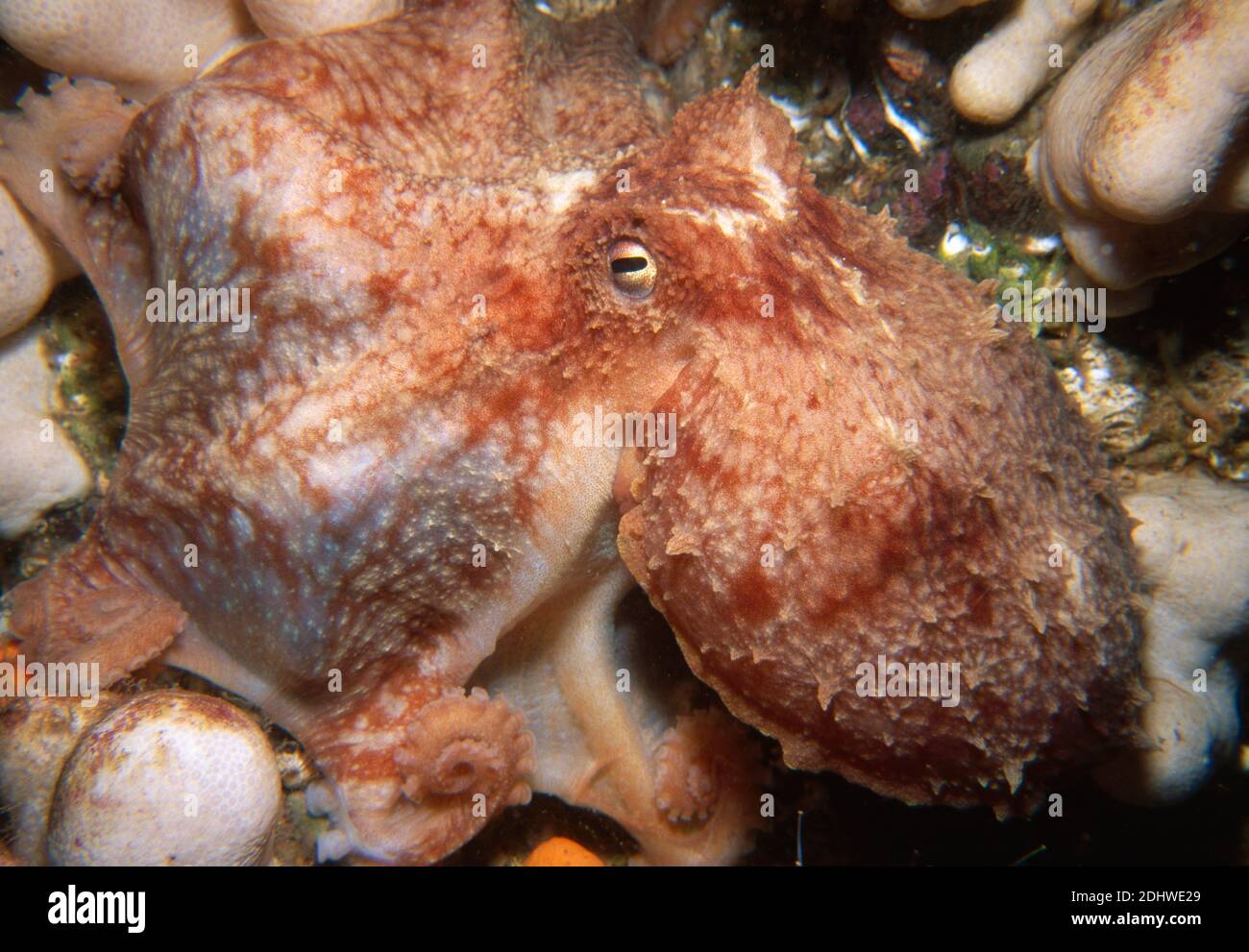 Curled octopus (Eledone cirrhosa) with arms and webbed skin enveloping a prey item, UK. Stock Photo