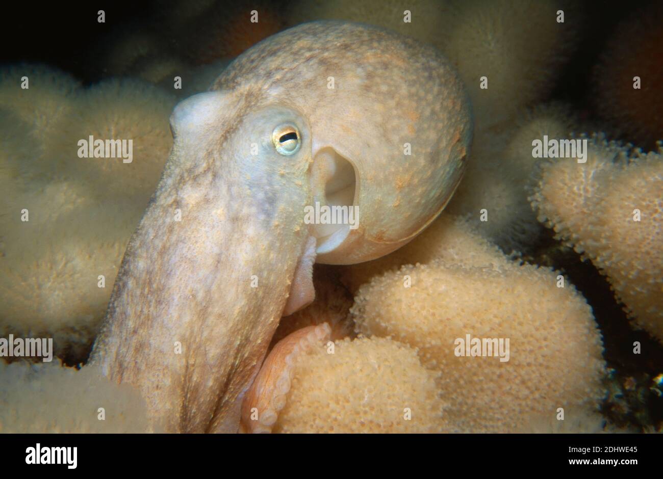Curled octopus (Eledone cirrhosa) on dead man's fingers (Alcyonium digitatum), UK. Stock Photo