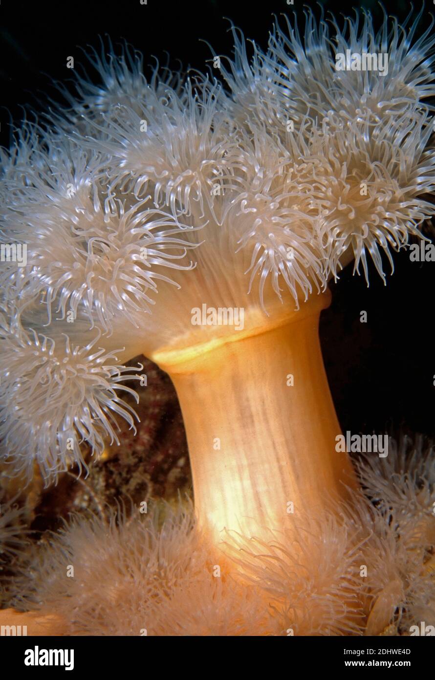 Asexual reproduction sea anemone hires stock photography and images