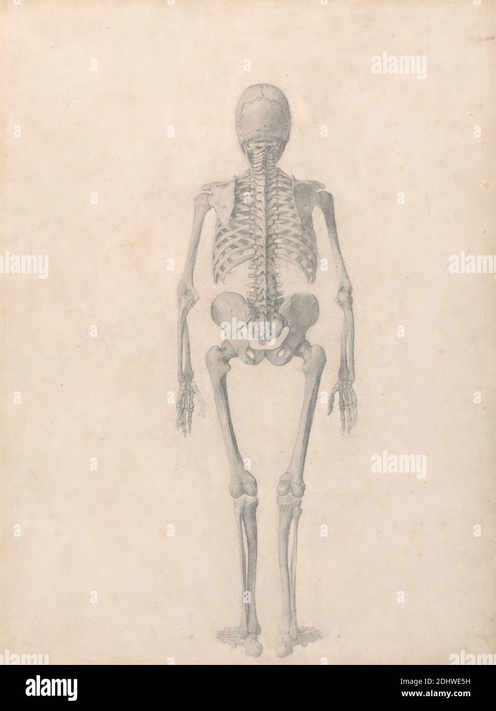 Human Skeleton, Posterior View (Finished Study for Table II), George Stubbs, 1724–1806, British, 1795 to 1806, Graphite on moderately thick, slightly textured, cream wove paper, Sheet: 21 1/4 x 16 inches (54 x 40.6 cm), anatomical study, anatomy, back, man, skeleton Stock Photo
