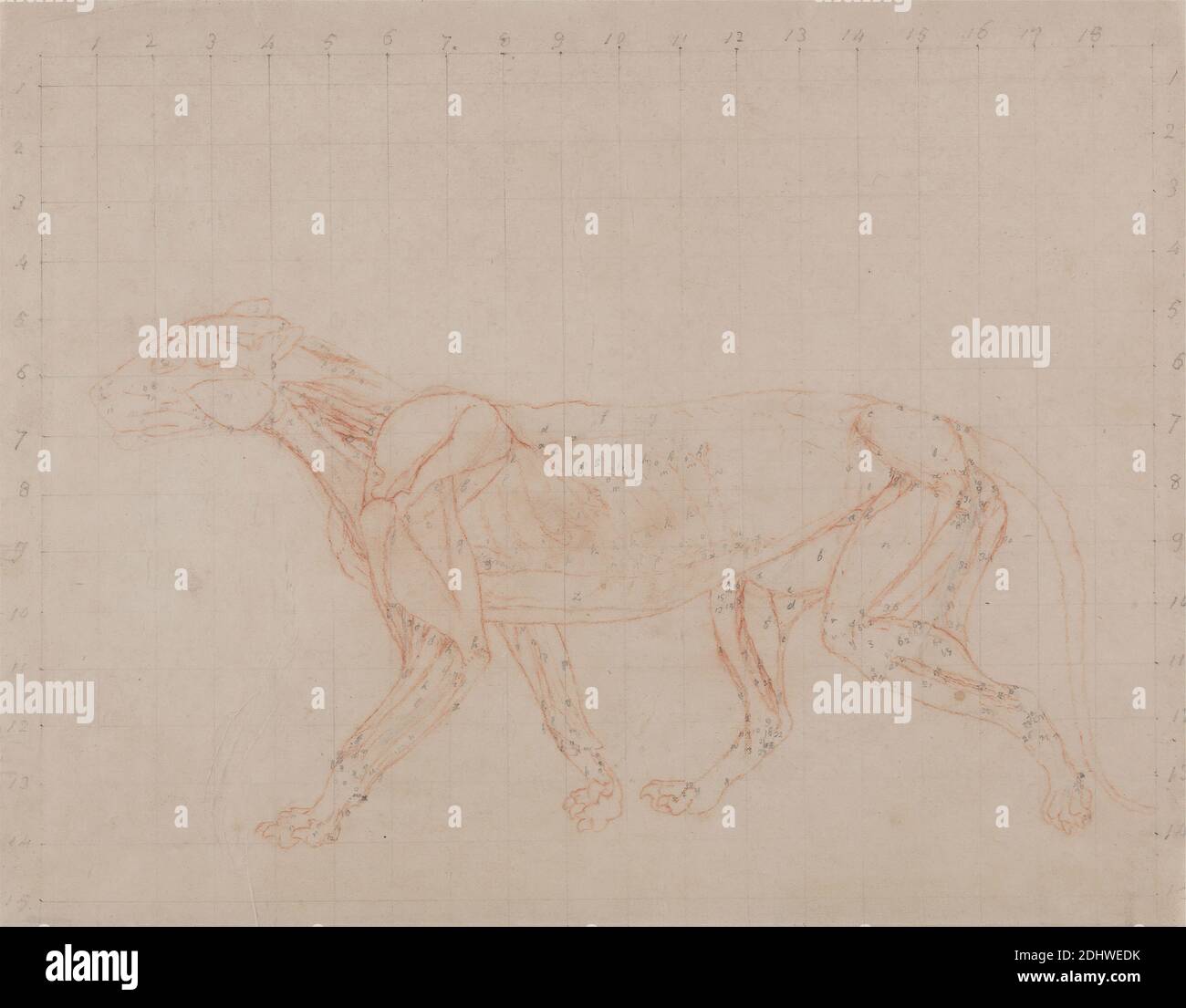Tiger Body, Lateral View (Study of the fourth stage of dissection showing the deeper muscles), George Stubbs, 1724–1806, British, 1795 to 1806, Graphite and red chalk on thin, slightly textured, cream wove paper; squared in graphite for transfer, Sheet: 10 1/4 x 13 1/8 inches (26 x 33.3 cm), anatomical study, anatomy, figure study, tail (hanging), tiger Stock Photo