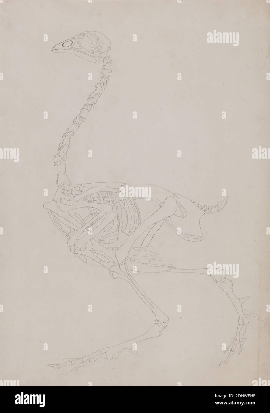 Fowl Skeleton, Lateral View, George Stubbs, 1724–1806, British, 1795 to ...