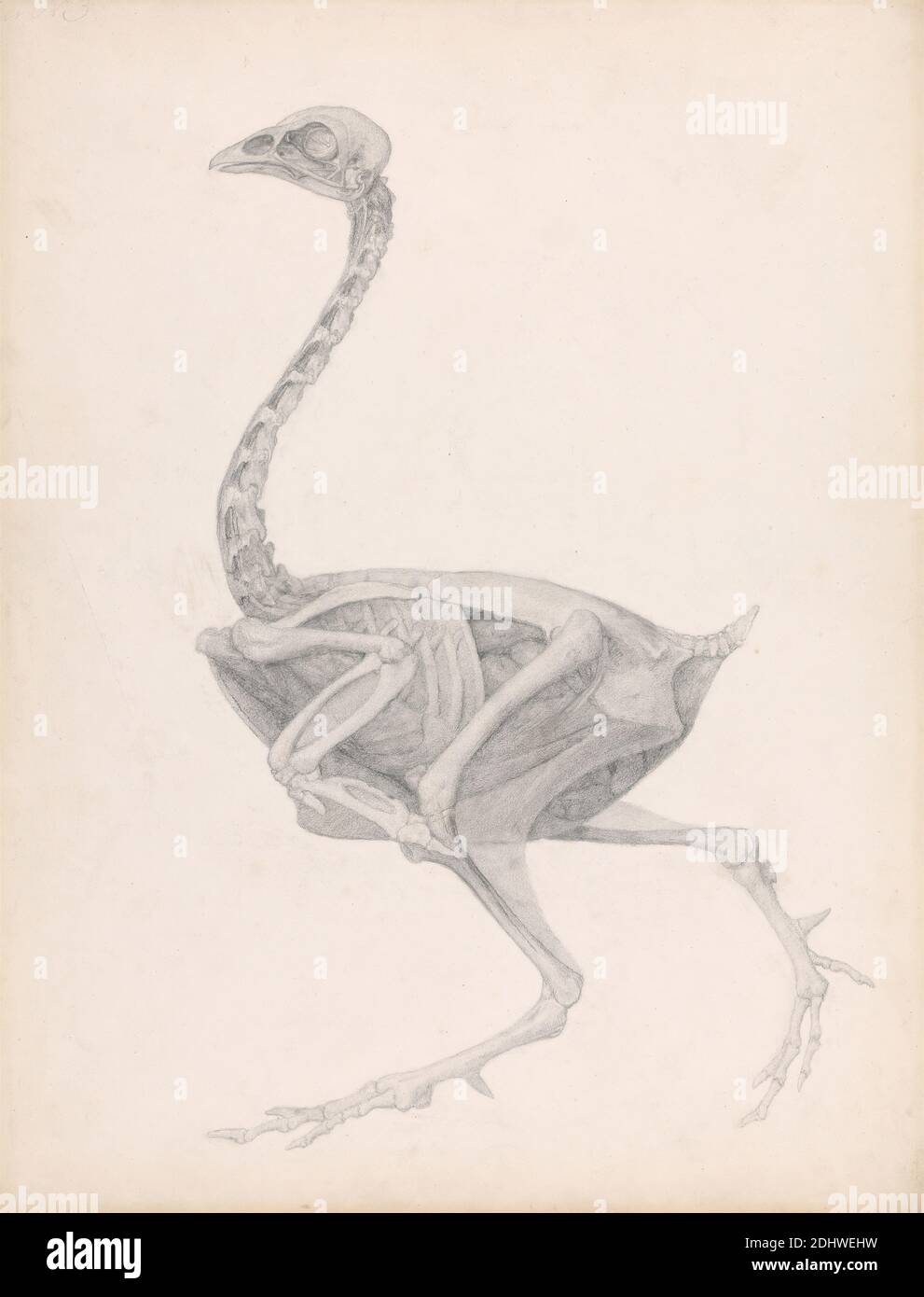 Fowl Body, Lateral View (Highly Finished Study for an Unpublished Table ...