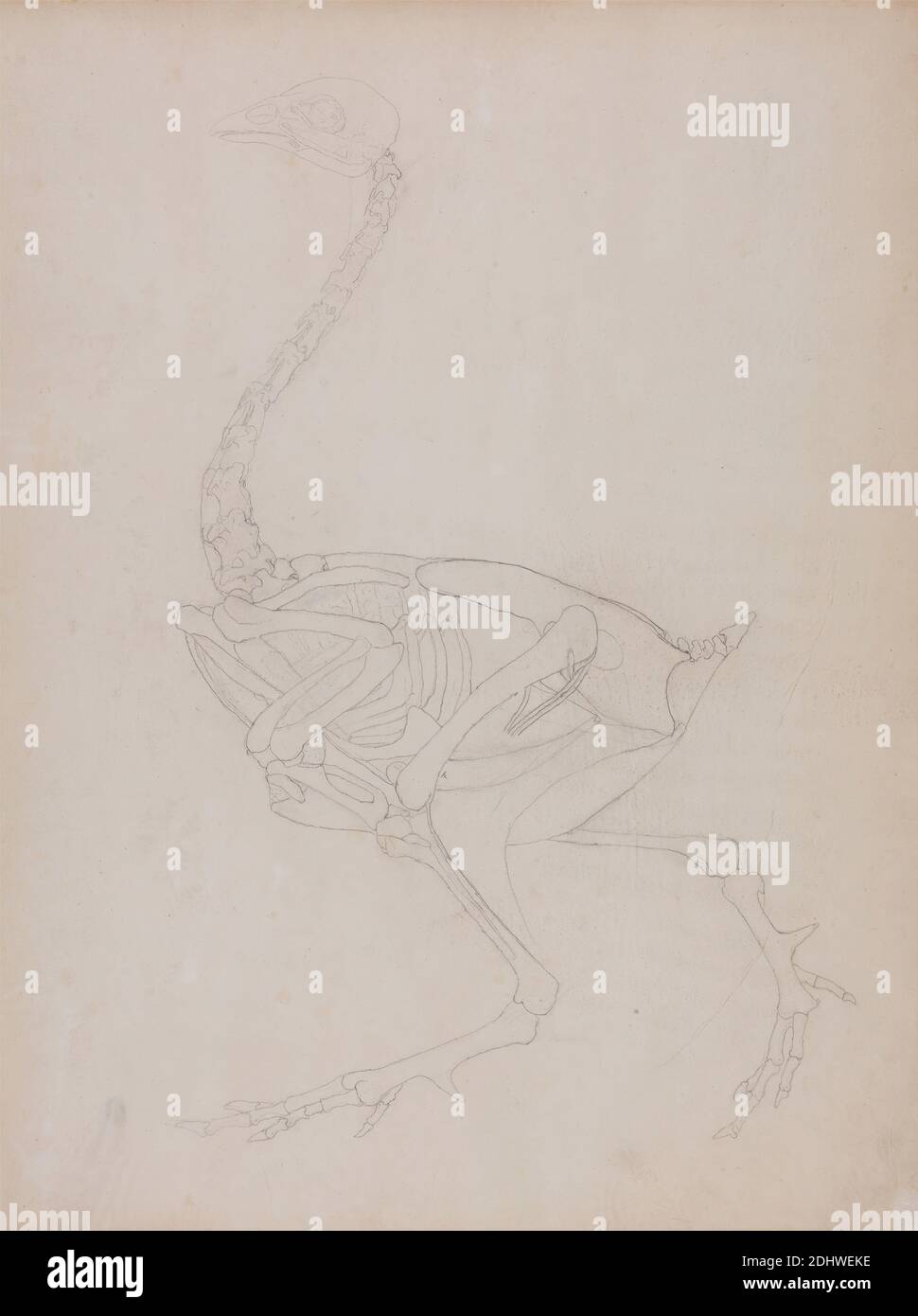 Fowl Body, Lateral View, George Stubbs, 1724–1806, British, 1795 to ...
