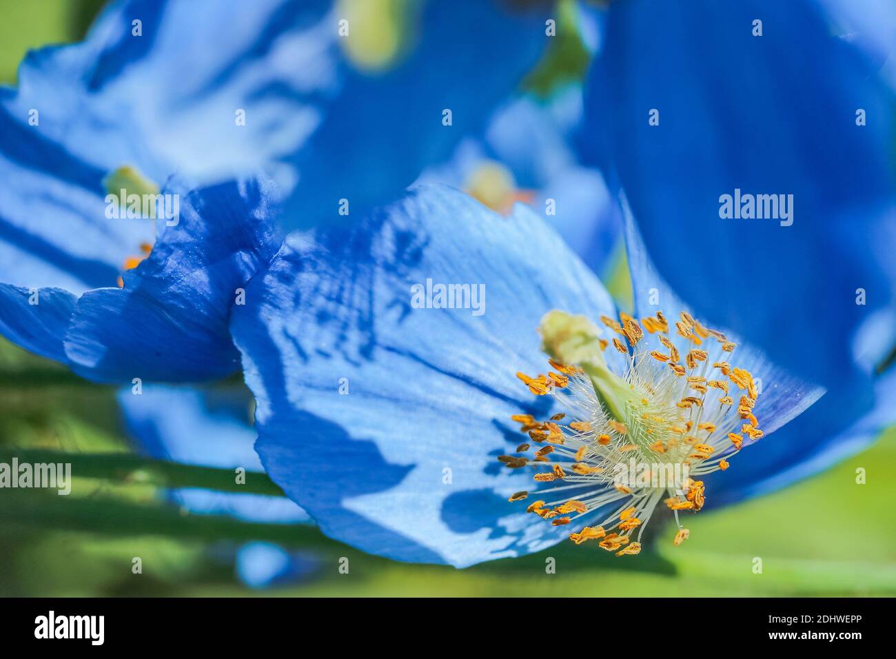 Blooming blue poppy Meconopsis Grandis on the green background Stock Photo