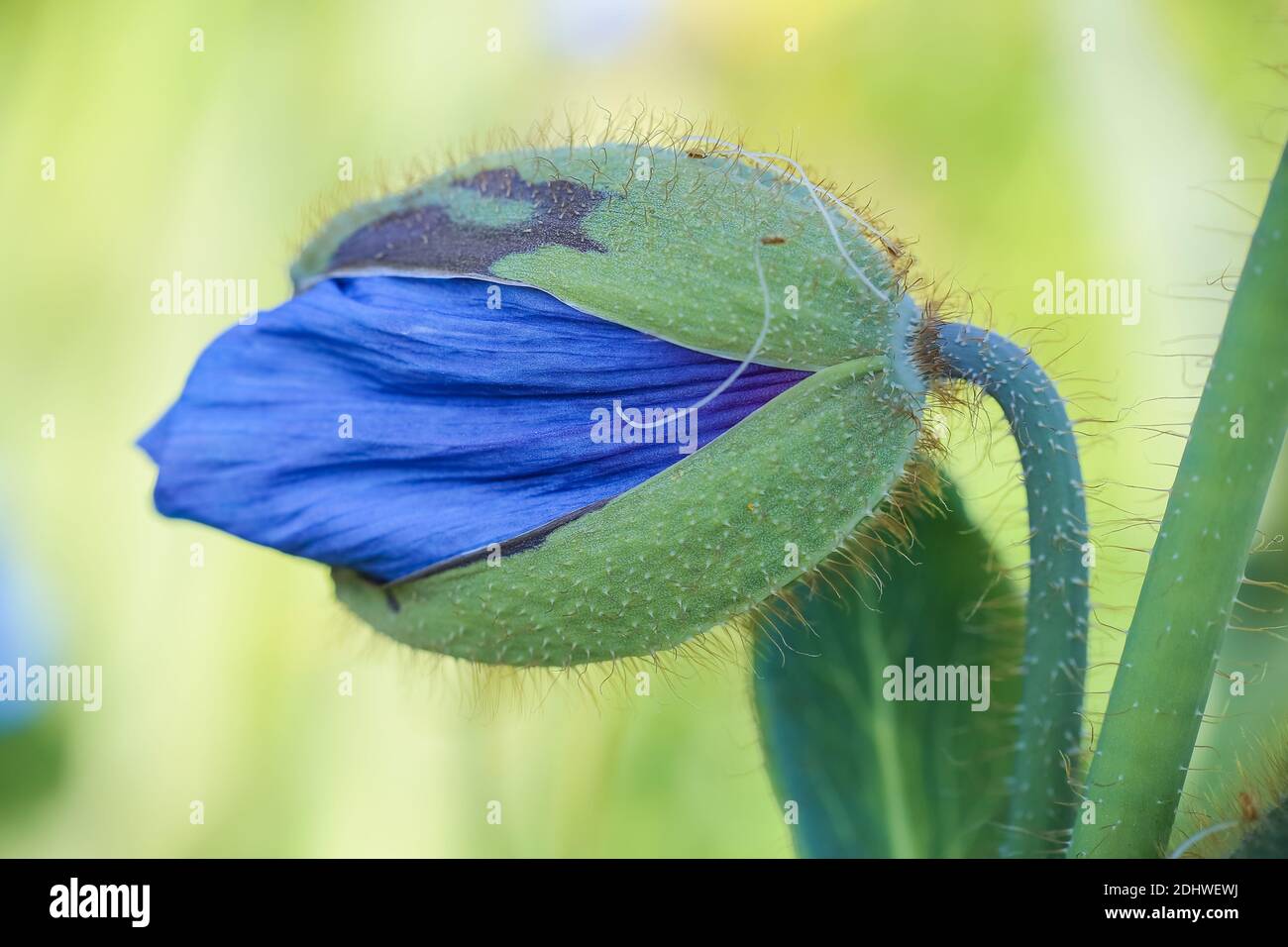 Blue poppy Meconopsis Grandis on the green background, closeup Stock Photo