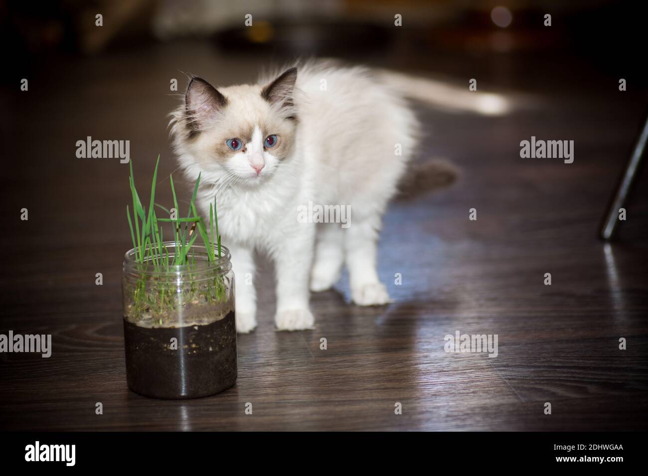 small two month old Ragdoll kitten at home Stock Photo - Alamy