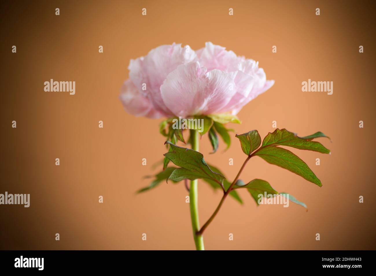 blooming pink tree-like peony flower isolated on orange background Stock Photo