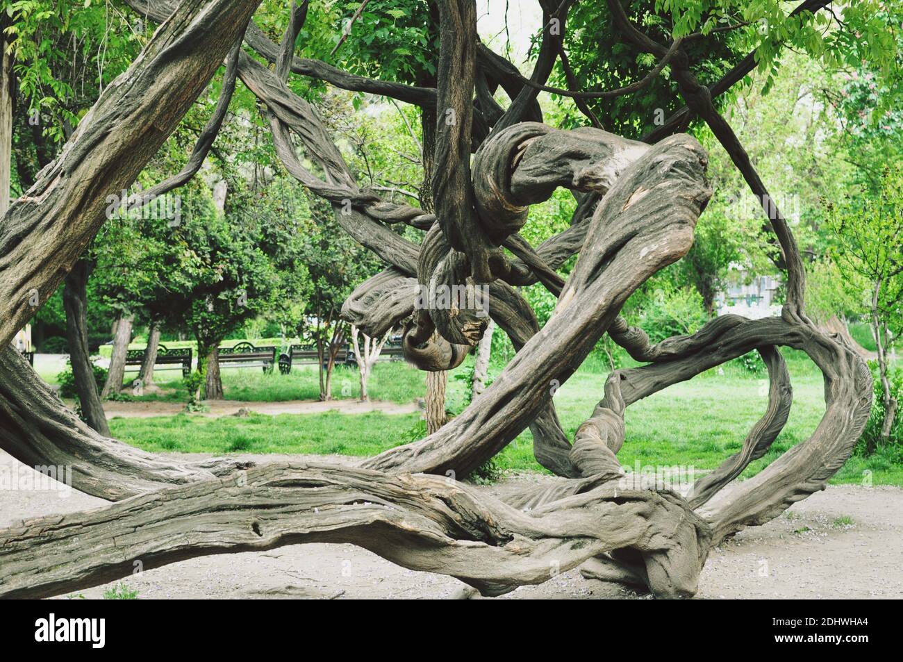 Coiled trees hi-res stock photography and images - Alamy