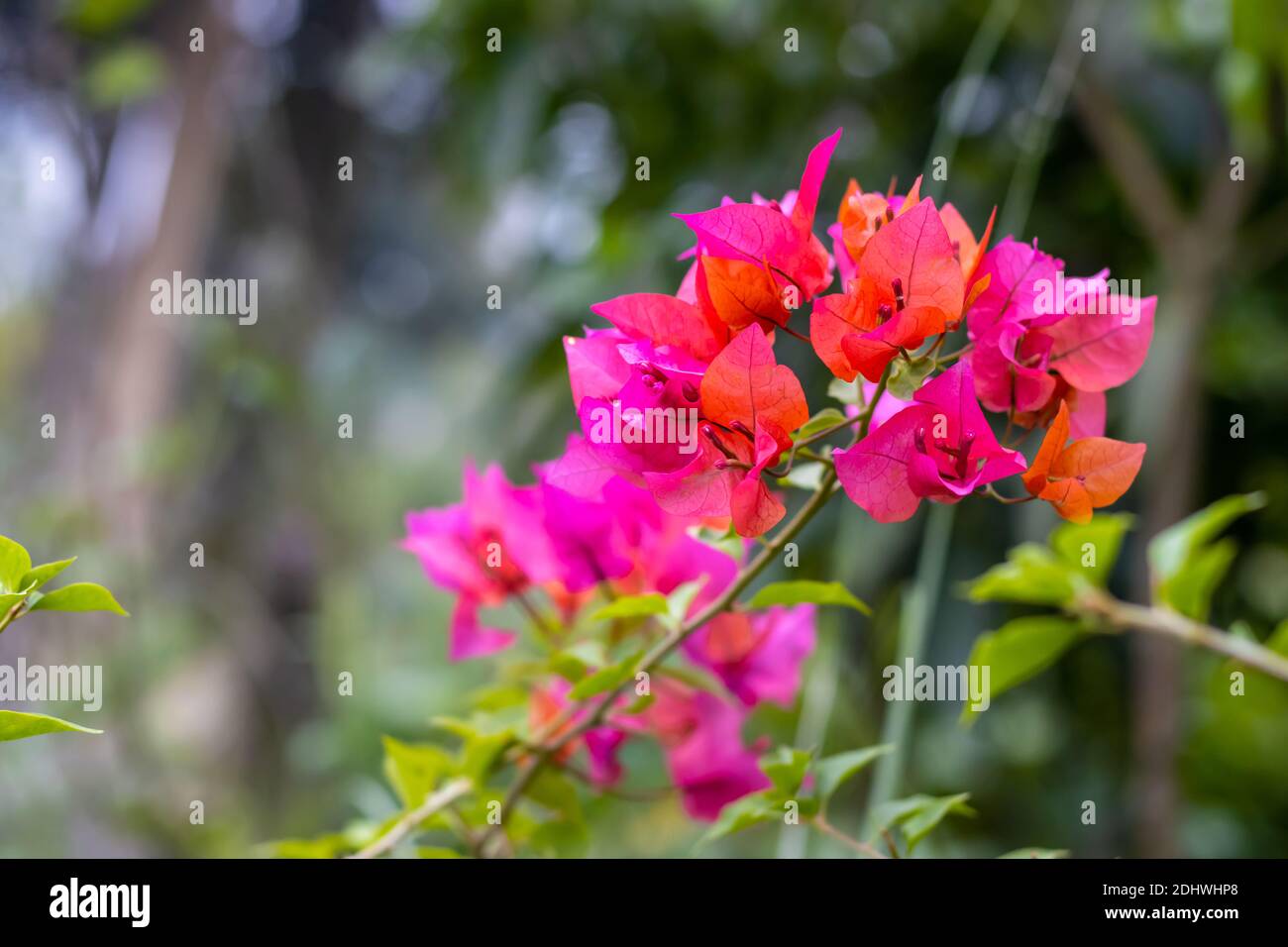 Branch of decorative pink color Bougainvillea with green leaves close up shot in the jungle Stock Photo