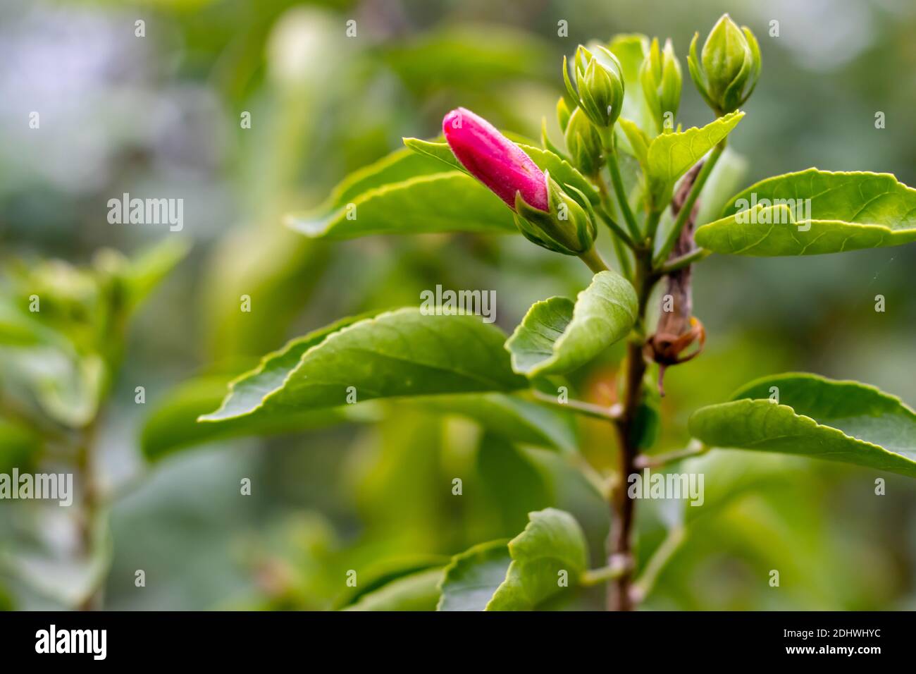 Growing up hibiscus flower buds with green leaves in the jungle Stock