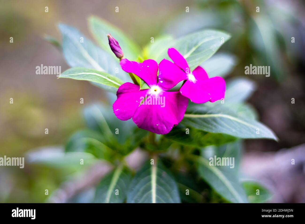 Purple bloomed Tibouchina flower inside the home garden in Bangladesh Stock Photo