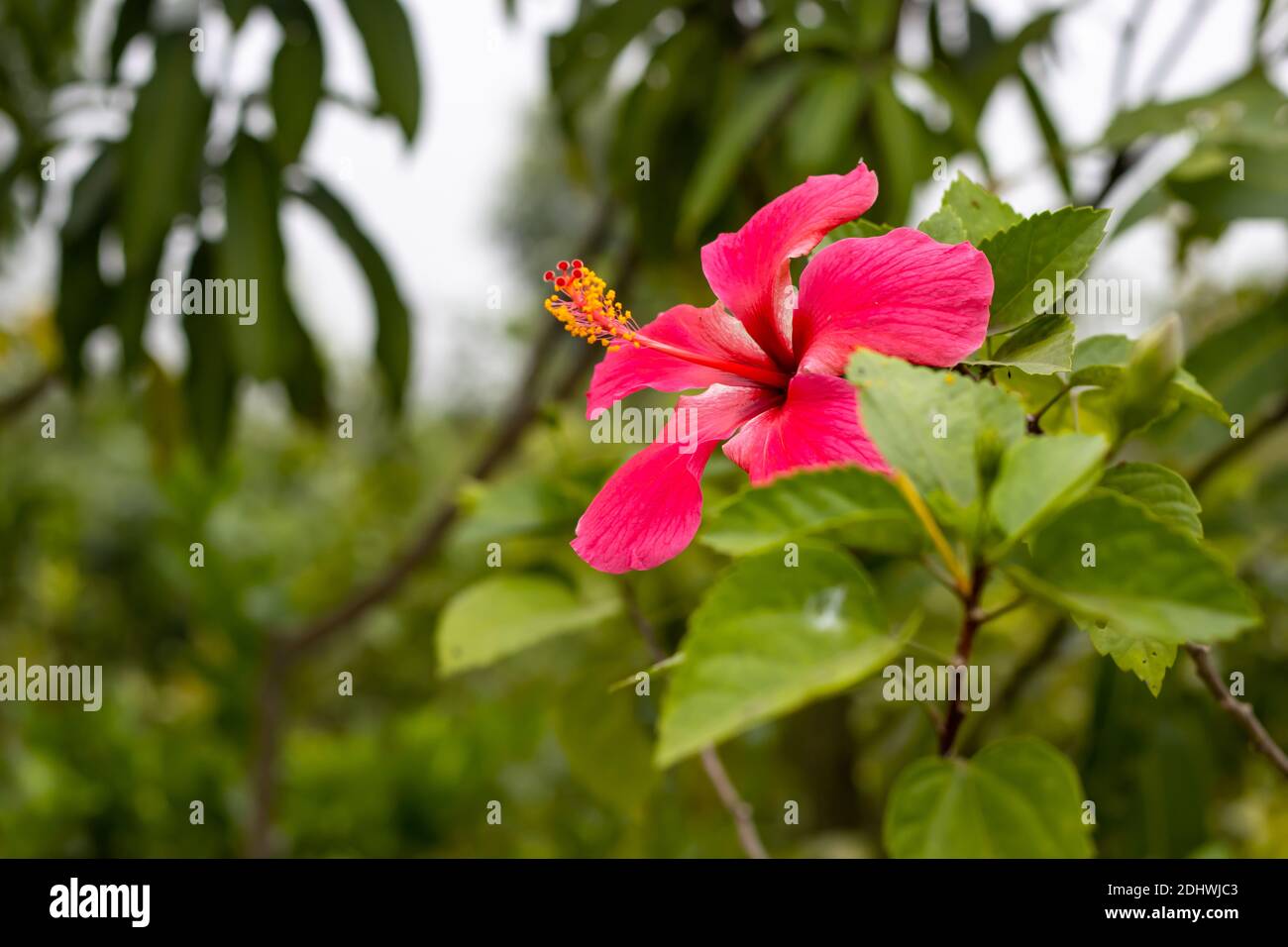 Bloomed Jaba flower or Hibiscus rosa-sinensis or Chinese hibiscus or China rose with green leaves in the home garden Stock Photo