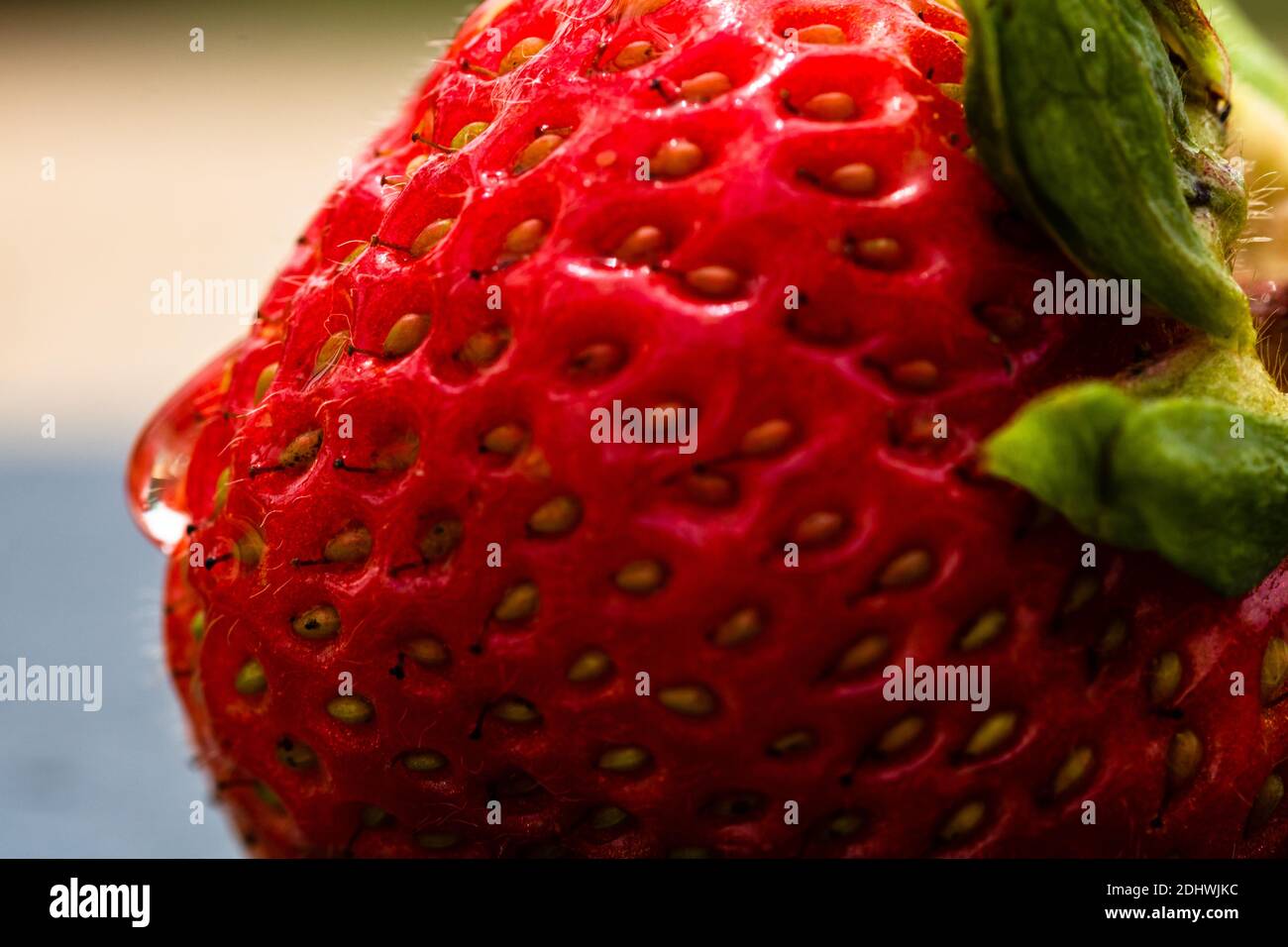 Close up of fresh strawberry showing seeds achenes. Water drop on fresh ...