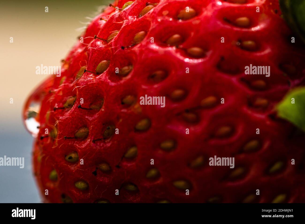 Close up of fresh strawberry showing seeds achenes. Water drop on fresh ...