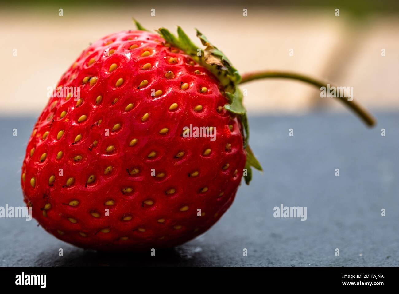 Close up of fresh strawberry showing seeds achenes. Details of a fresh ...
