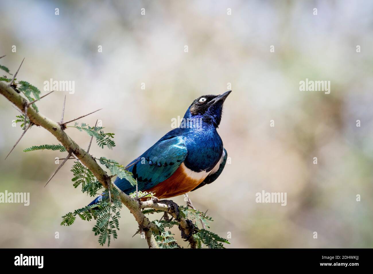Superb Starling (Lamprotornis superbus), an iridescent, iconic Kenyan bird, perched on thorny Fever Tree branch, Narok County, Kenya, Africa. Stock Photo