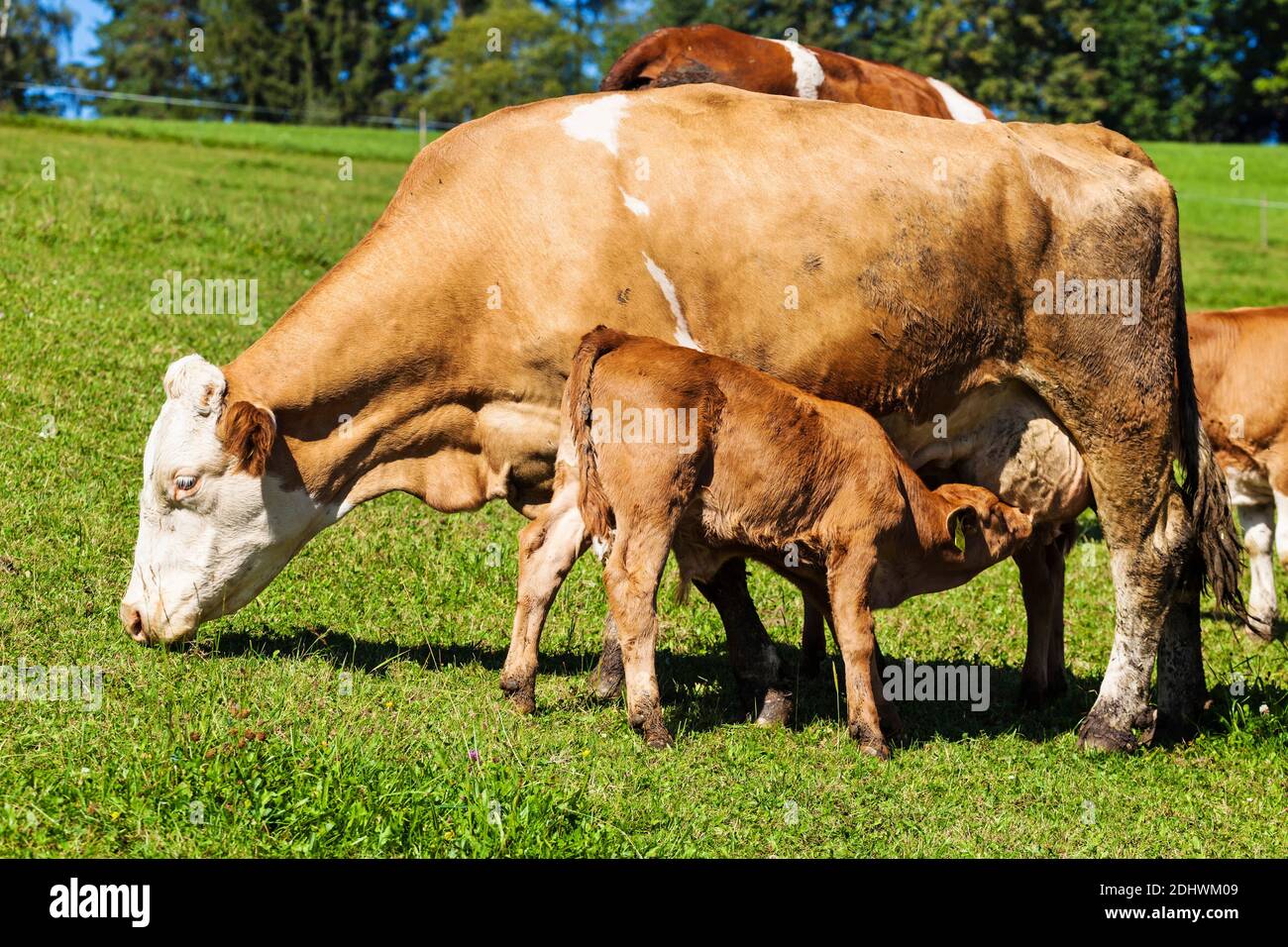 Milchkühe auf der Sommerweide, Symbolfoto für Milchproduktion und ökologische Landwirtschaft Stock Photo
