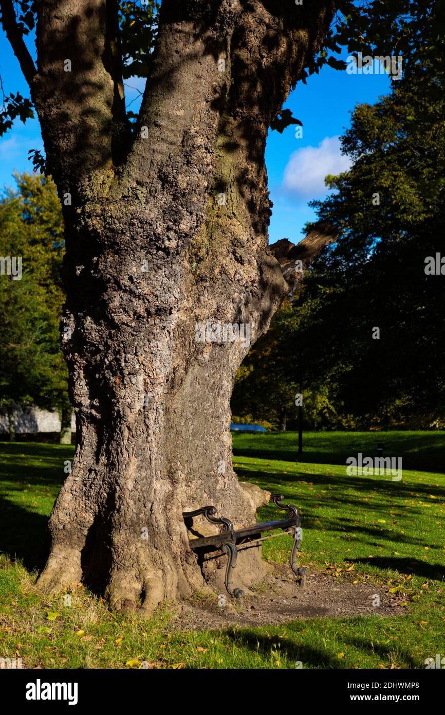 Hungry tree in Dublin's park at Constitution hill. Dublin, Ireland Europe Stock Photo