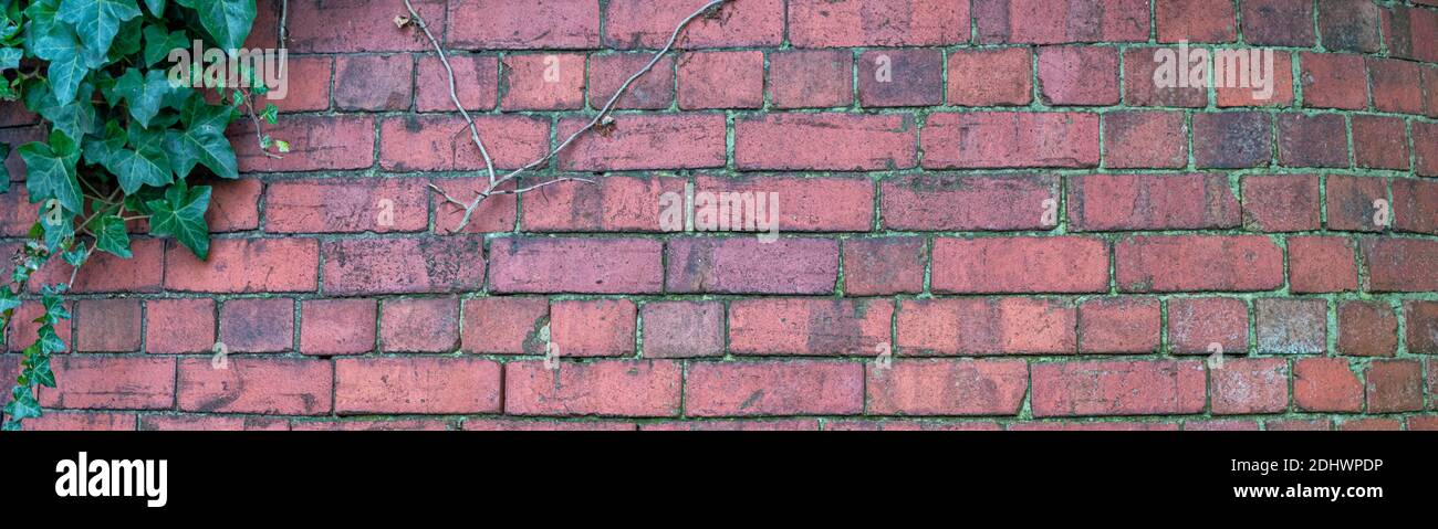 Old brick wall with ivy - banner background image Stock Photo