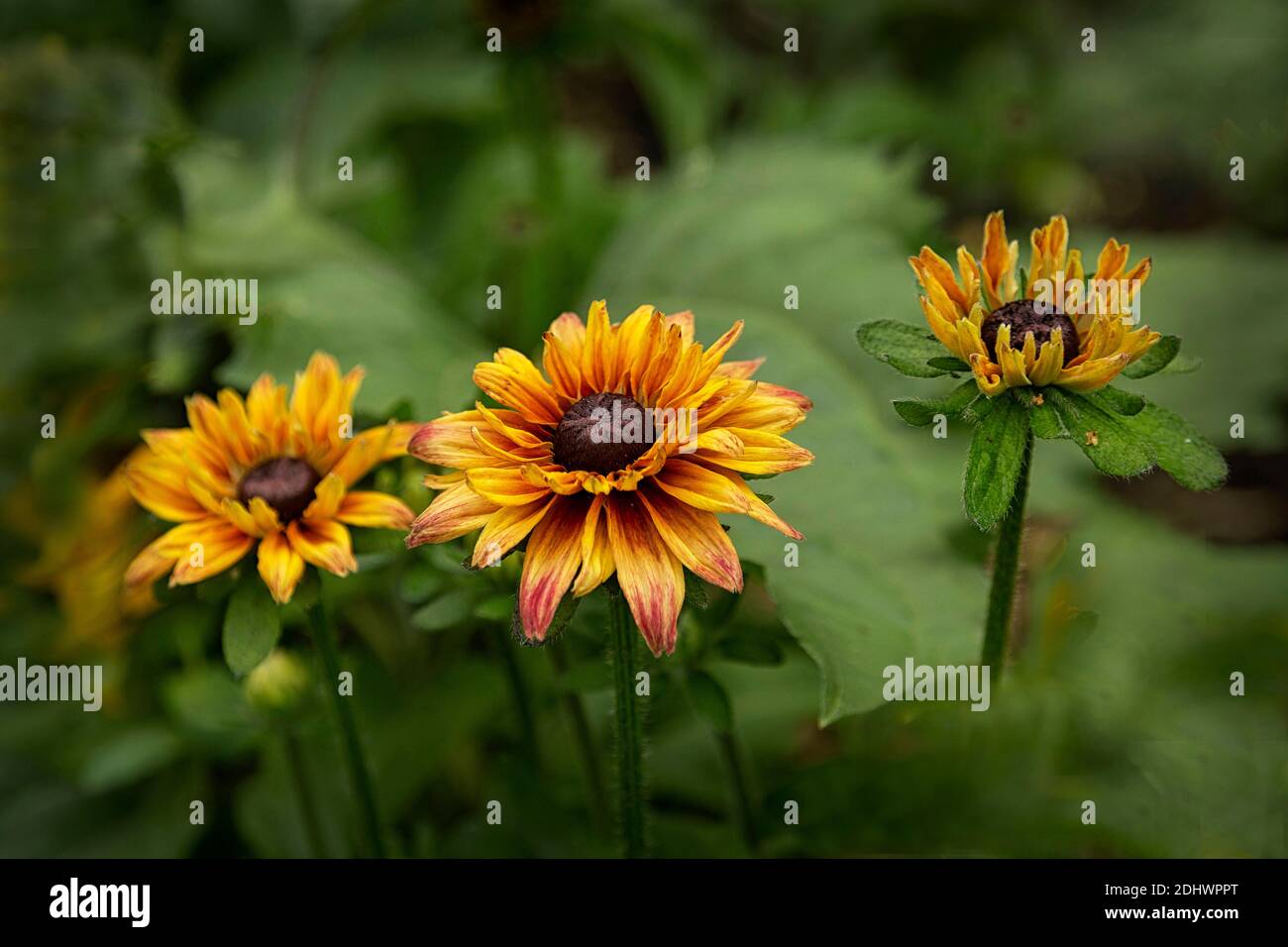 A Trio of Gaillardias Stock Photo