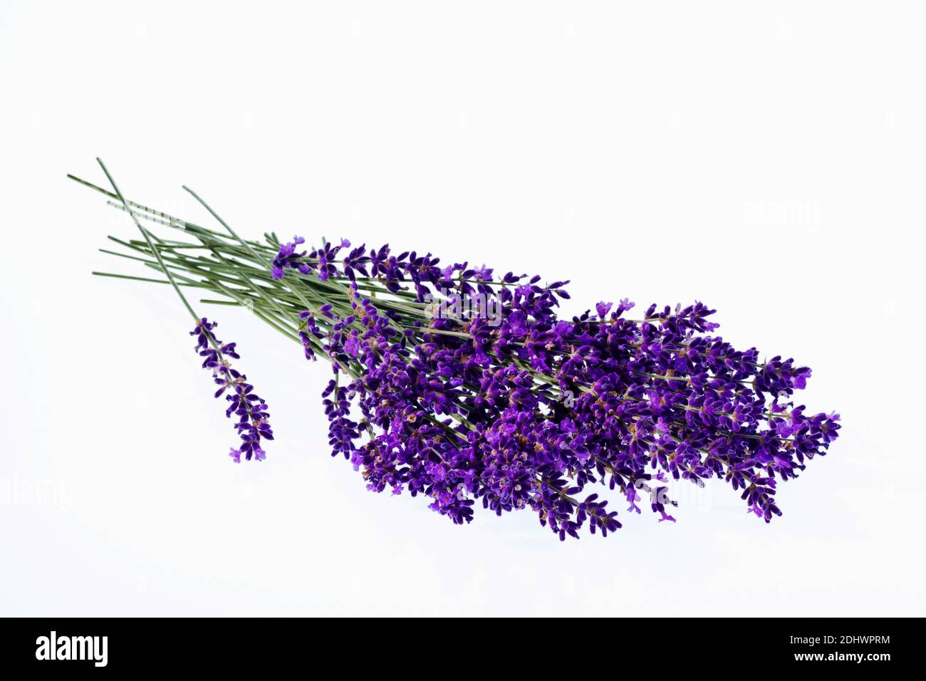 Lavendel Blüten isoliert vor weißem Hintergrund. Lila Sommerblumen. Stock Photo