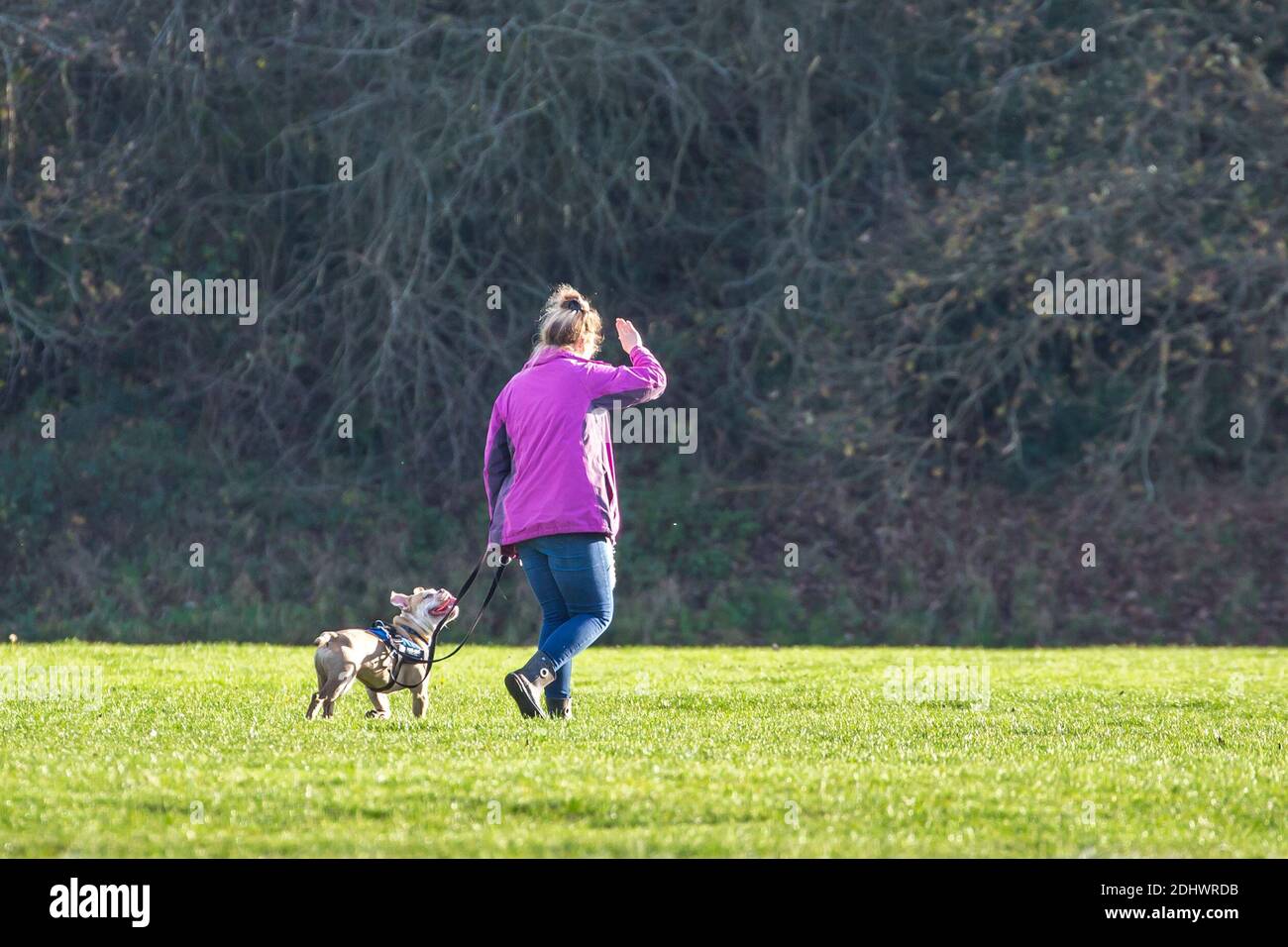 Kidderminster, UK. 12th December, 2020. UK weather a female dog walker is shielding her eyes