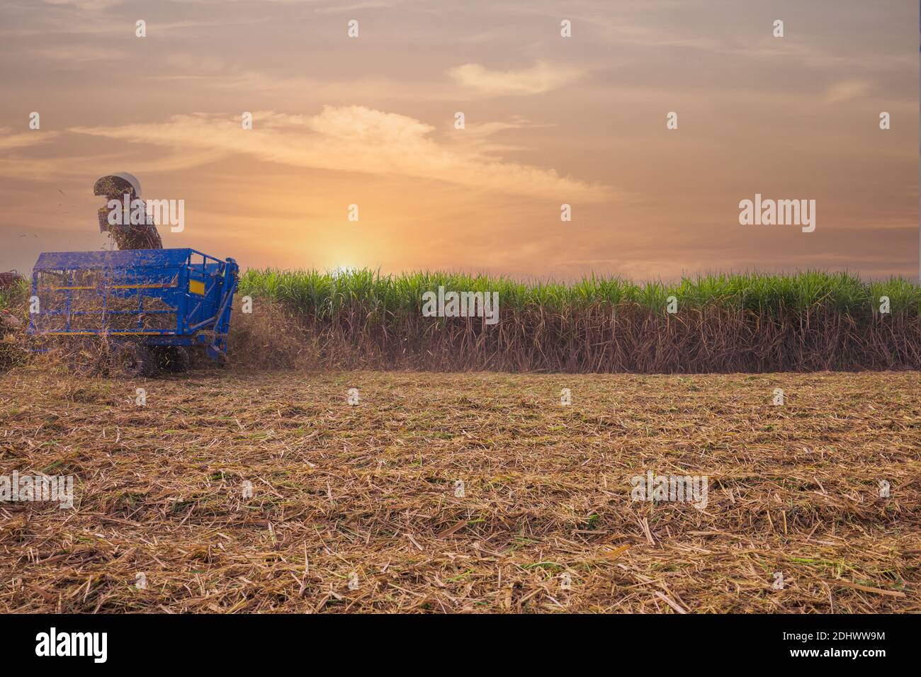 sugar cane harvesting machine working in sugar farm Stock Photo Alamy