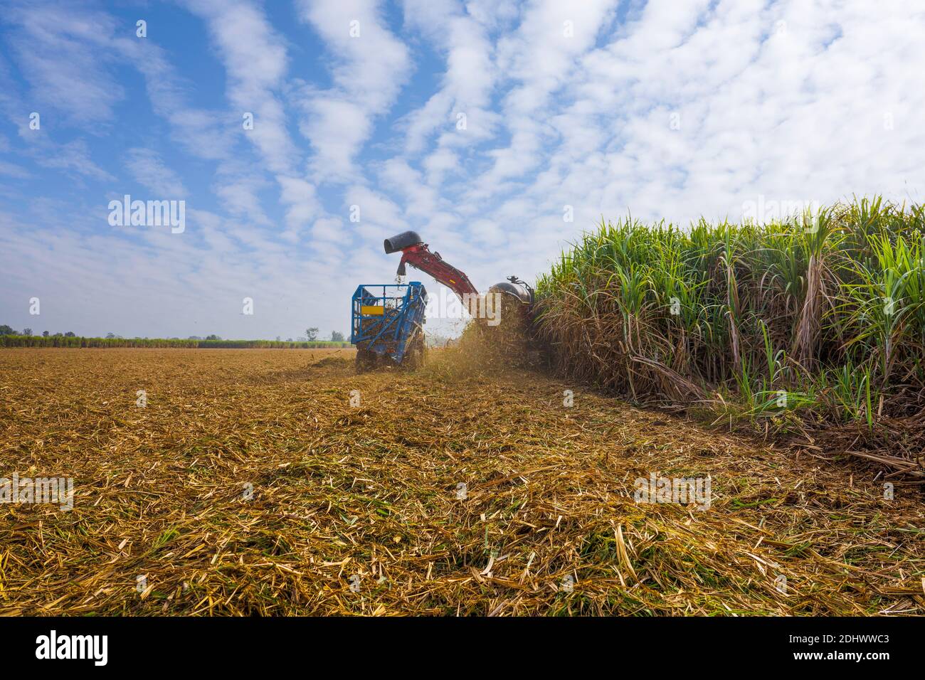 sugar cane harvesting machine working in sugar farm Stock Photo
