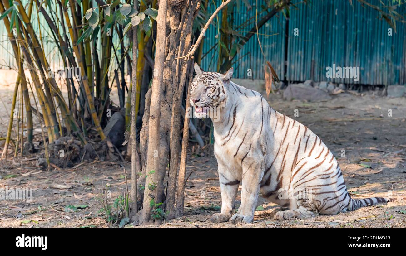 A female white tiger inside the tiger enclosure at the National Zoological Park Delhi, also known as the Delhi Zoo. Stock Photo
