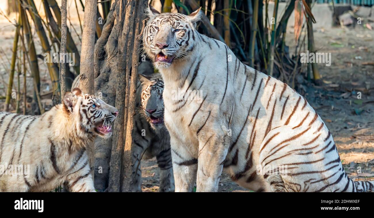 A female white tiger with her cub inside the tiger enclosure at the National Zoological Park Delhi, also known as the Delhi Zoo. Stock Photo