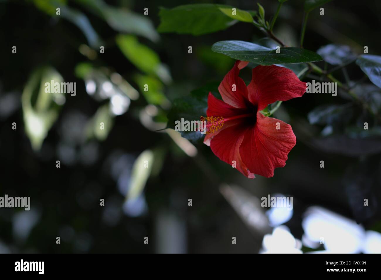 Dark red hibiscus in the botanical garden, deep red flower, green natural background. Stock Photo