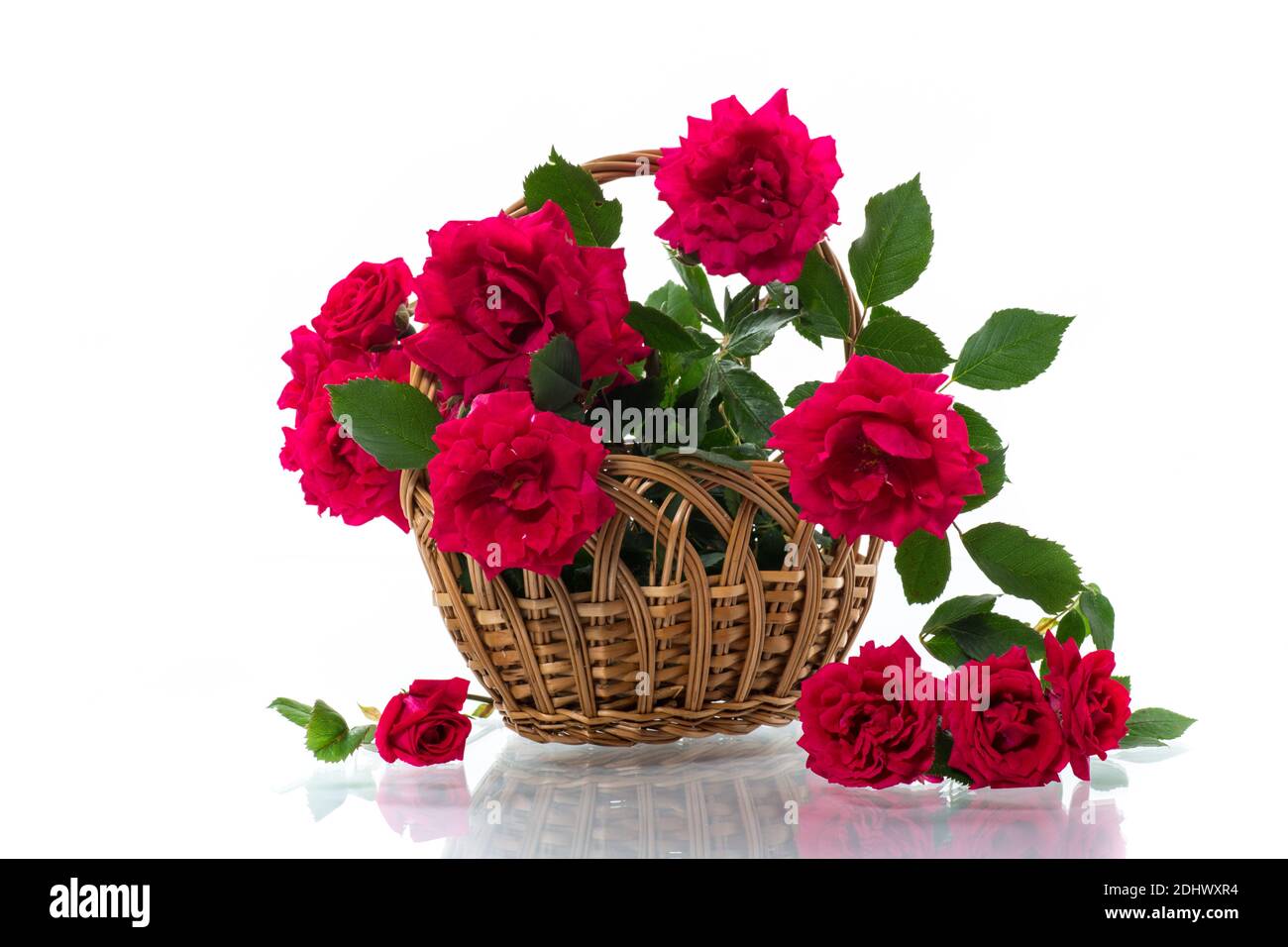bouquet of beautiful red roses isolated on white background Stock Photo ...