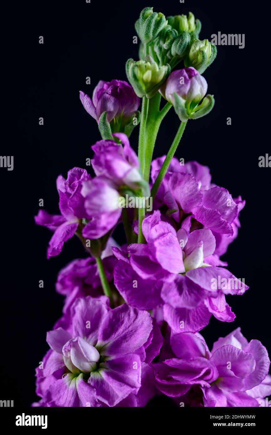 Close-up of a single magenta Verbascum flower Stock Photo