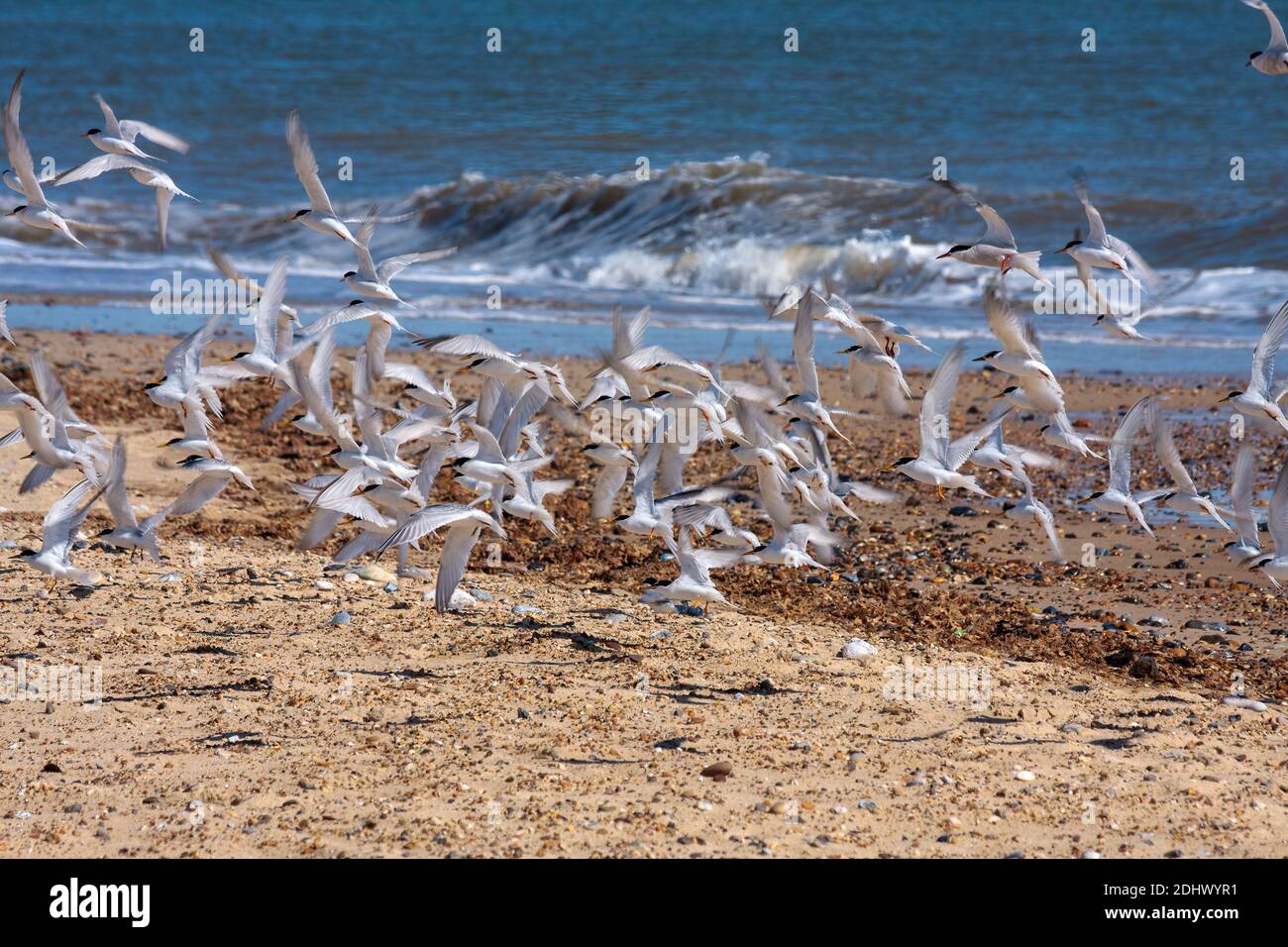 Little Terns (Sternula albifrons) Flying along the Beach at Winterton ...